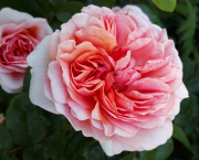 Les épines de la Rose