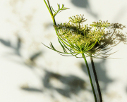 Arborescence d'essences