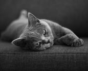 Devenir “Passeur d’Emotions”