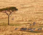 Faune sud-africaine (2)