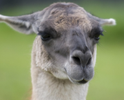 Lama