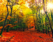 Alchimies de septembre