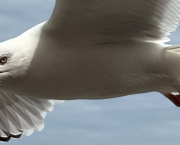 Robinson Crusoé et le Dieppois Alexandre Leforestier, bosco et ministre cauchois de la propriété créative !