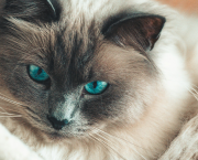 Points Médians - le retour