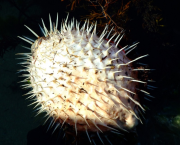 La Face cachée de Callisto extrait chapitre l'hôte