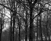 Imbolc, la flamme des Ancêtres