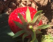 Le jardin du 1er Juin