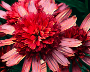 Fleurs du midi, fleurs de rubis.