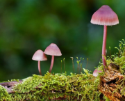 Un bien vilain Champignon