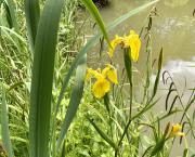 Le jardin du 24 Mai