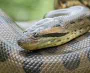 Écrire un texte avec les mots suivants :Anaconda, xylophone, yaourt, zéro, bobine, cauchemar, doryphore, écailler, facturer.