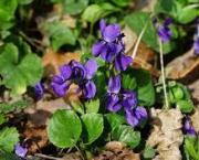 La Violette (Viola odorata)