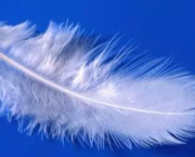Les plumes de l'aurore