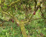 En pleine forêt amazonienne