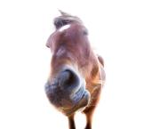 A la santé de nos échecs !