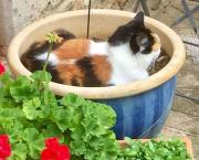 Le jardin du 15 Juillet