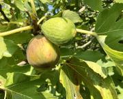 Le jardin du 14 Septembre
