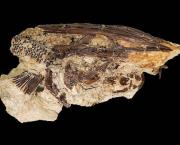 STOP WAR ? STOP CORRUPTION (I).