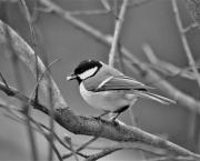 Parole de mésange