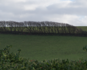 Dans mon jardin d'hiver qui n'est pas mon jardin