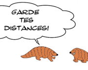 pangolin farceur