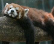 Sommeiller