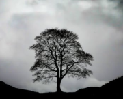 RUSSIA PROBE, Mr Attorney General, and ... friends of Assange