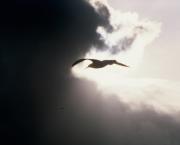 La revanche de l’albatros