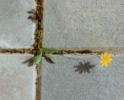 Aphorisme n° 35 : Survivre
