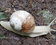 Le gastéropode