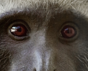 Un petit singe qui sait s'adapter