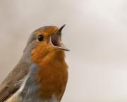 Y a que du silence autour de Viviane