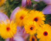 Souvenir: confinement.