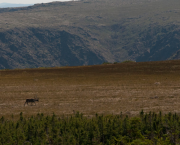 Deuxième partie (2015)