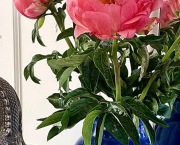 Le bois sacré en sort bonne