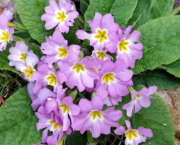 Les petites fleurs jaillissent
