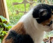 Parole de chat
