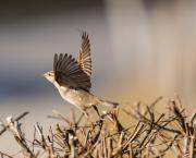 L'agrobate roux : un bel oiseau qui disparaît et dont vous ignoriez son existence