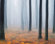 Sounds of Nature / Sounds Effects