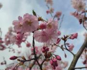 Spring sense and beauty