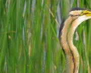 Qq oiseaux (3)