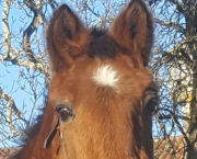 Ce cheval m'a sauvé la vie en 2011