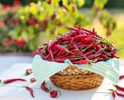 PLUS PRÈS DE NOS ANCÊTRES,GRÂCE AU PIMENT DE BRESSE