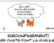 La gente féline n'apprécie pas le confinement
