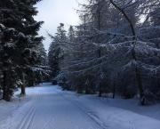 Critique de Sauve-la de Sylvain Forge