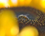 Abeilles