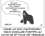 Gorilles flippés