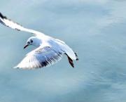 Parole de mouette