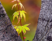 L'ARBRE