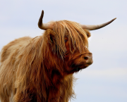 Le TGV et la vache espagnole